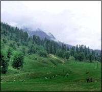 Madumalai National Park