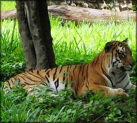 Mysore Zoo