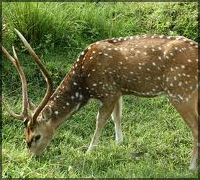 Madumalai National Park