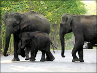 Falcon Tours and Travels