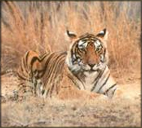 Madumalai National Park