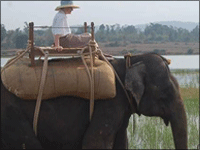 Falcon Tours and Travels