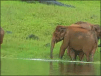 Falcon Tours and Travels