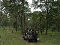 Falcon Tours and Travels