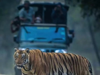 Falcon Tours and Travels