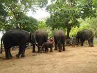 Falcon Tours and Travels