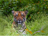 Falcon Tours and Travels