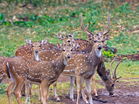 Falcon Tours and Travels